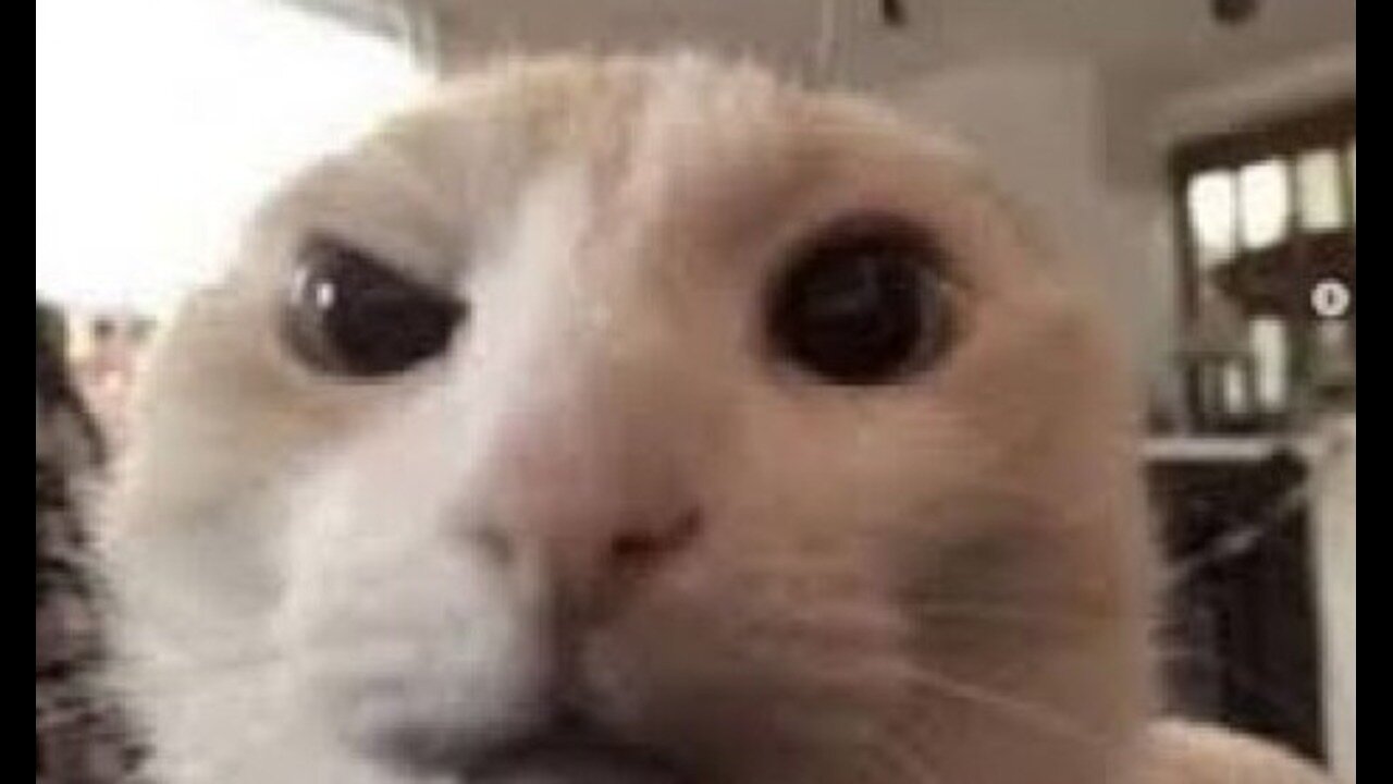 SUS CAT MEMES