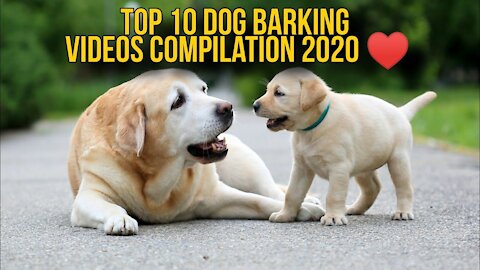 TOP 10 dog barking videos compilation 2020♥ Dog barking sound