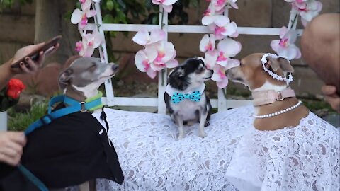 The Dogs Have A Wedding! - So Cute!!
