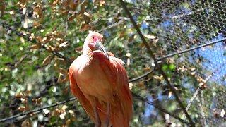 CatTV: flamingo