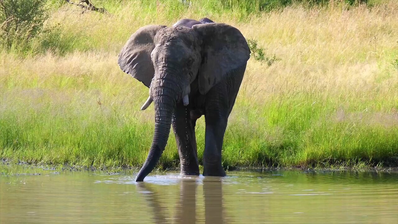 "The World of Elephants: Majestic and Intelligent Giants"