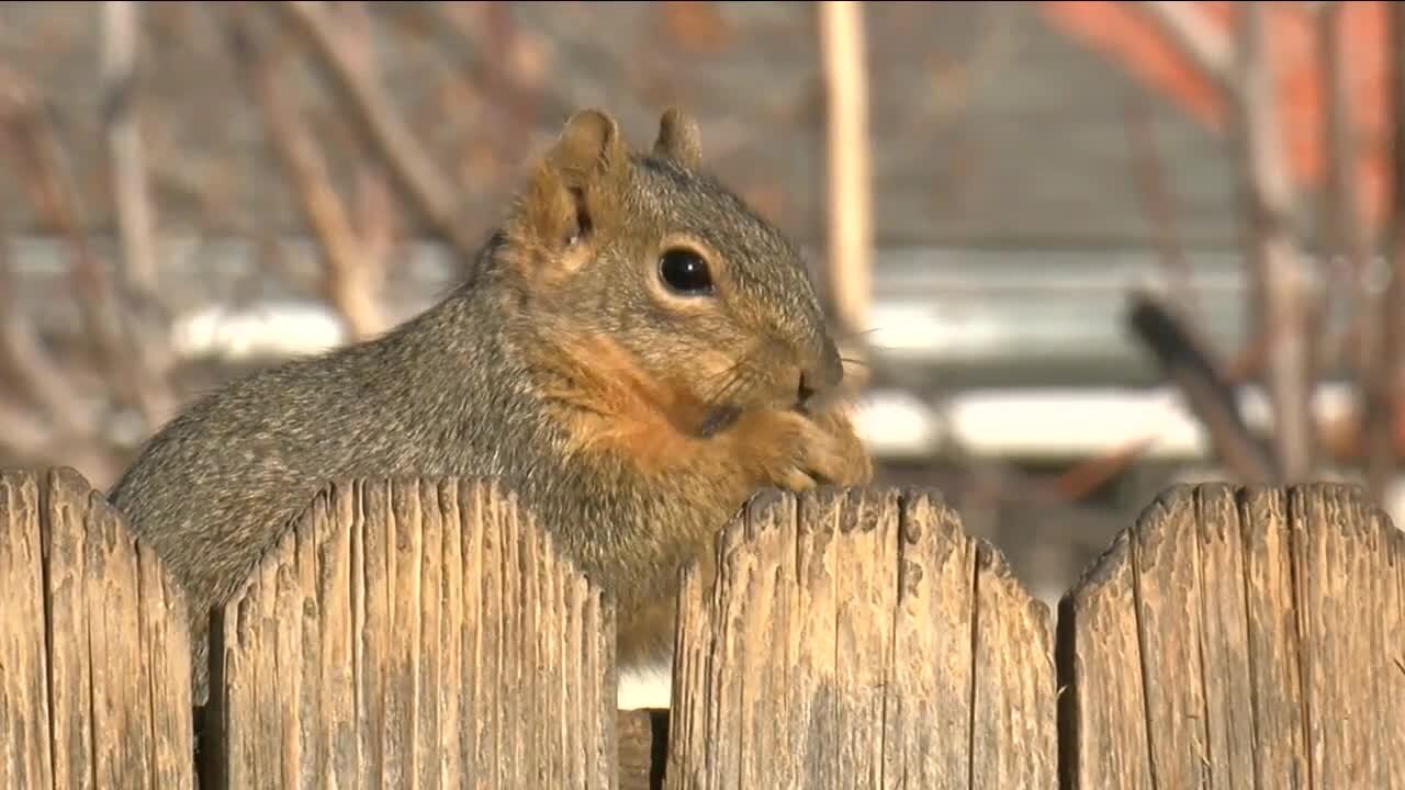 Woman believes neighbor's bird feeders are attracting unwanted wildlife to the area