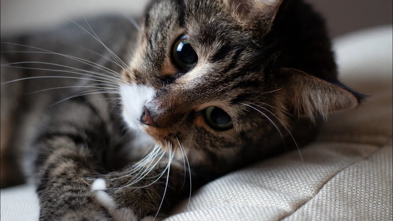 Cat Slaps the TASTE Outta This Chicken's Mouth! LOL! 😾🐔 | Funny Cat Videos (#Clips)