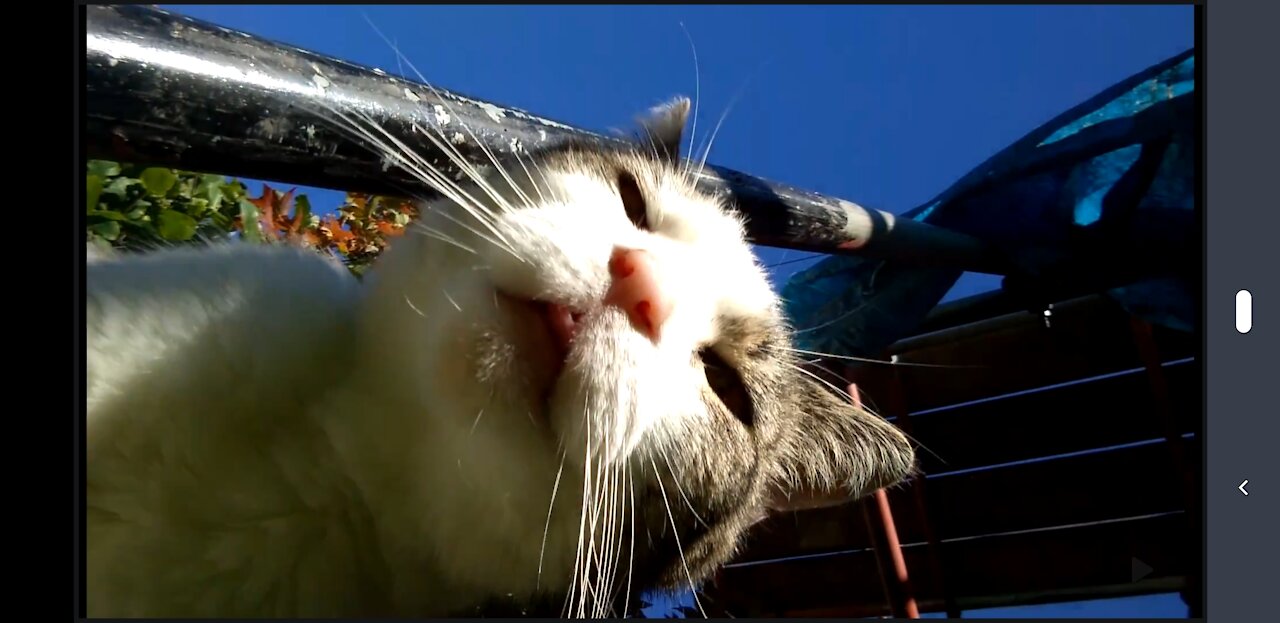 Funny, Cute Low-Angle View of a Puss (Cat Business, Cuteness Overload)