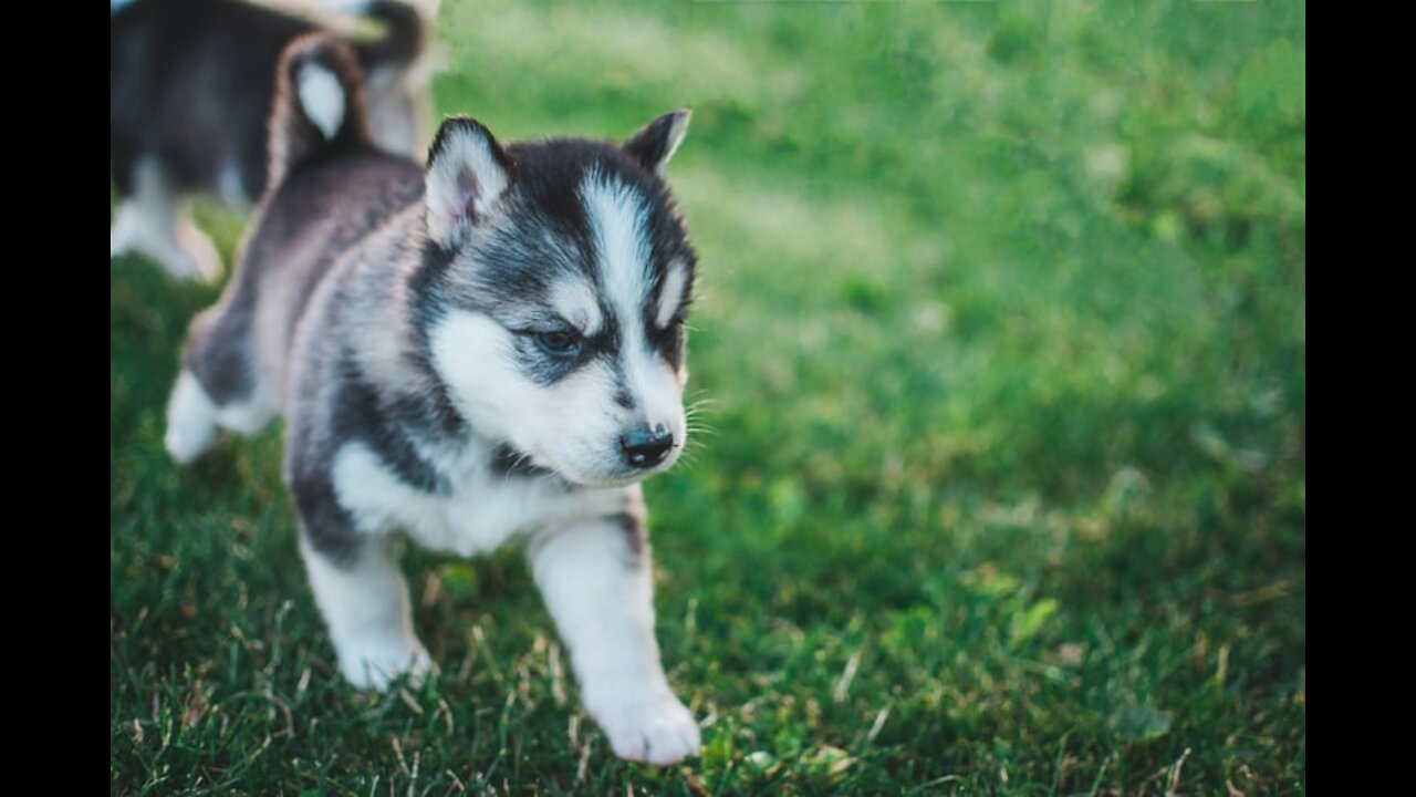 Cuteness Overload: Cutest Puppies Ever Seen on Video