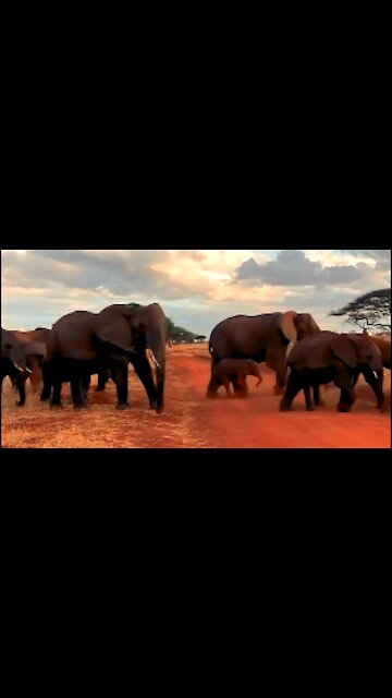 Baby elephant in the herd