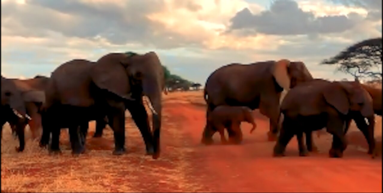 Baby elephant in the herd