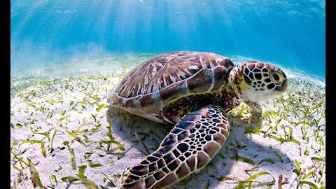 sea turtles Hikkaduwa Sri lanka