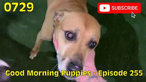 [0729] GOOD MORNING PUPPIES - EPISODE 255 [#dogs #doggos #doggies #puppies #dogdaycare]