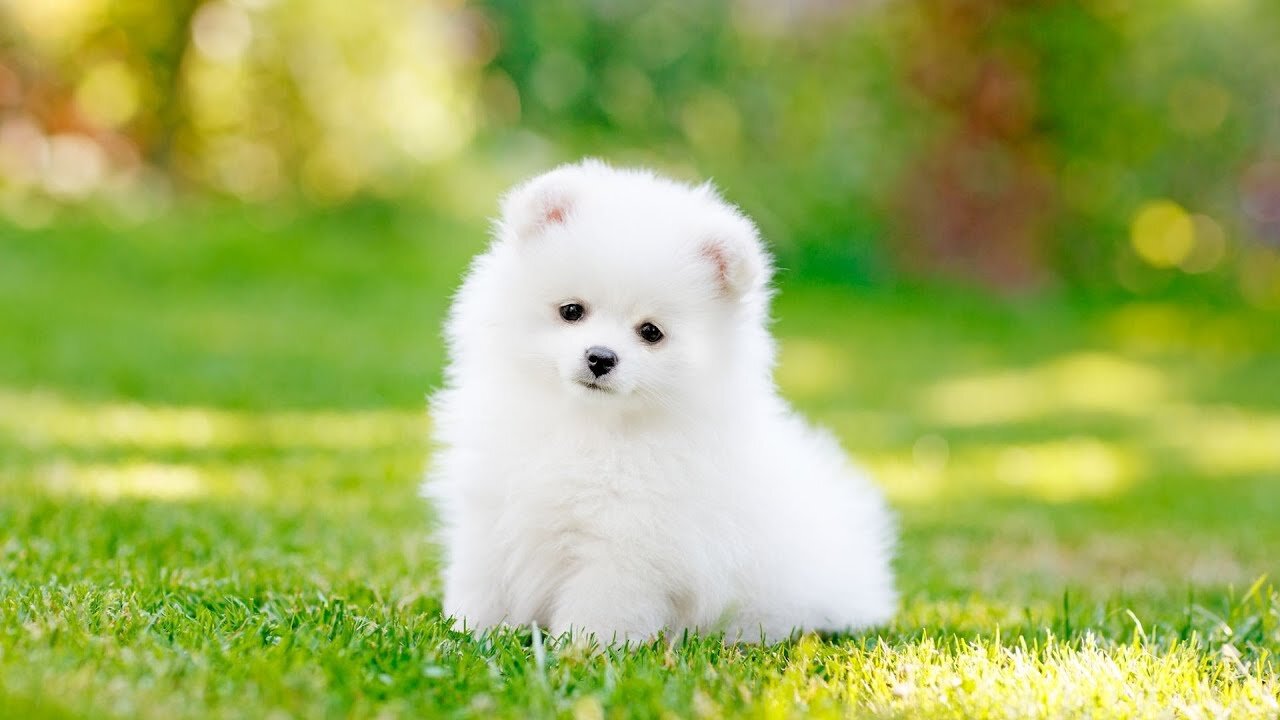 dog price in bangladesh, pomeranian,katabon dog price,Pomeranian dog