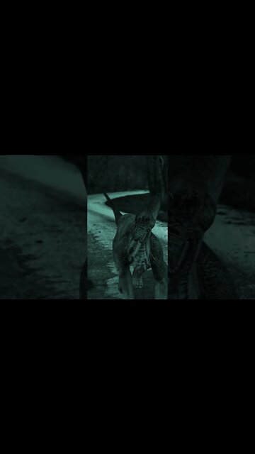 WHAT KILLED THE DINOSAURS?