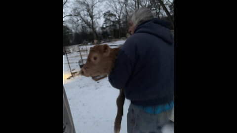 Farmer Dell brought a frozen baby calf home. Part 1
