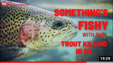 SOMETHING'S FISHY WITH TROUT KILLING IN CA