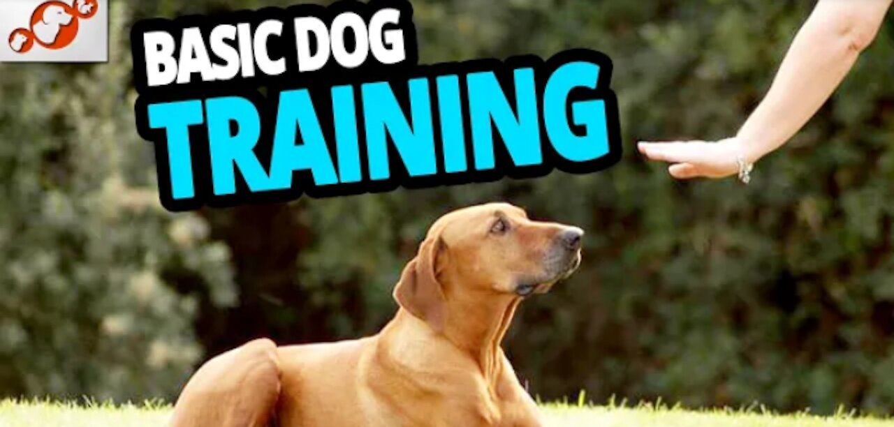 Basic dog training - Top 10 Essential Commands every dog should know