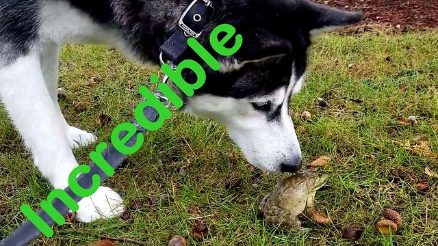 Husky meets frog, tries to kiss his "Prince Charming"