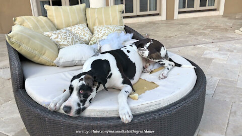 Guilty Great Dane Looks So Innocent Beside Exploded Pillows