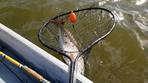 Bull Redfish