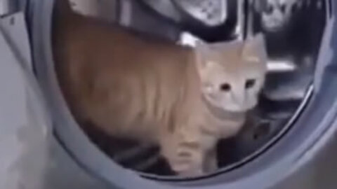 Cat strolling in the washing machine