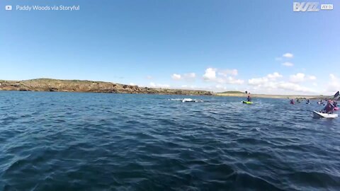 Des dauphins nagent aux côtés de kayaks irlandais