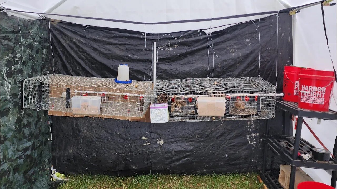 Using a Harbor freight 17 x 10. Portable garage for rasing quail and rabbit. here's my setup