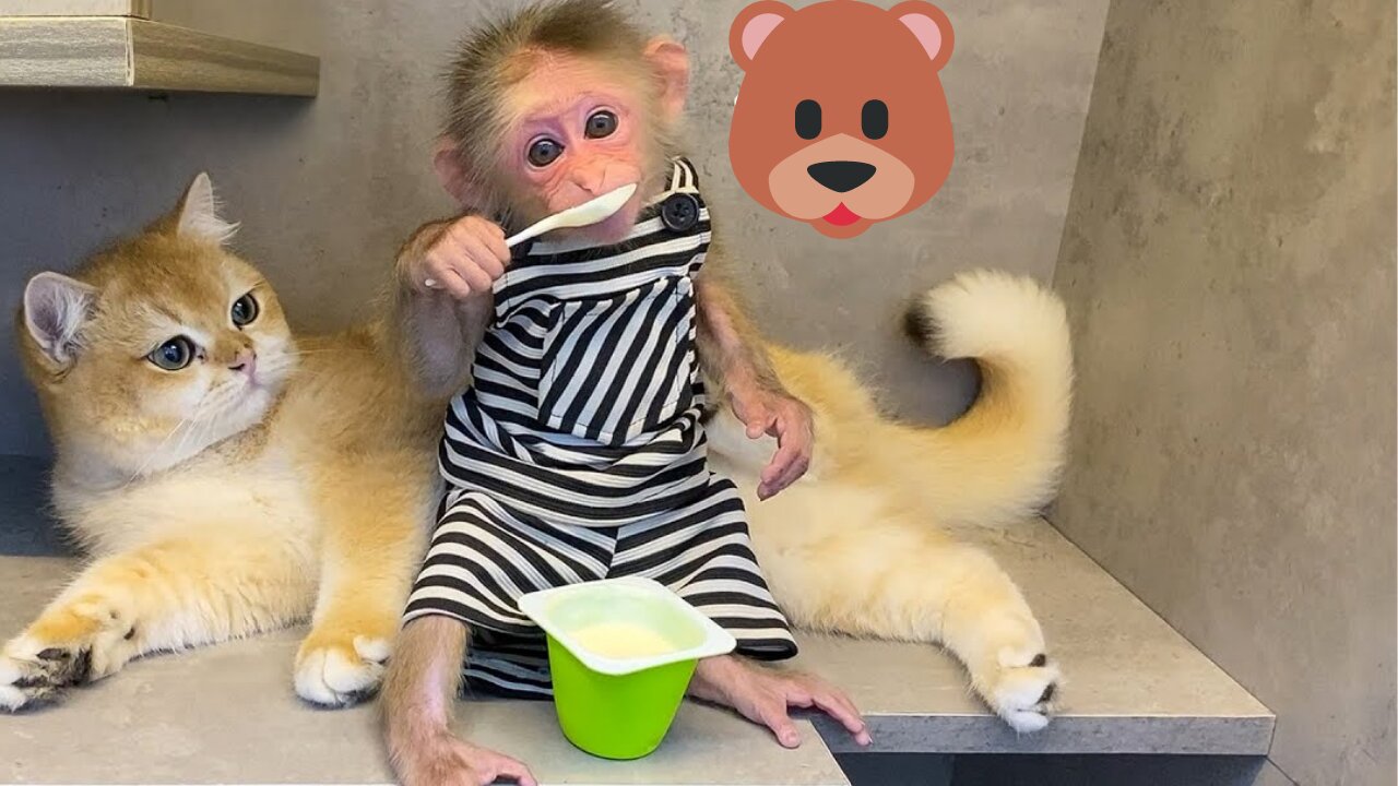 Cute Cats and Monkey