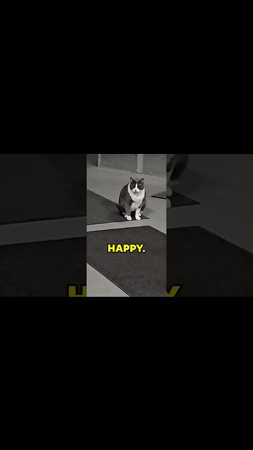 Cane Corso Wants CAT! Amazing Self Control #shorts #dog #cat