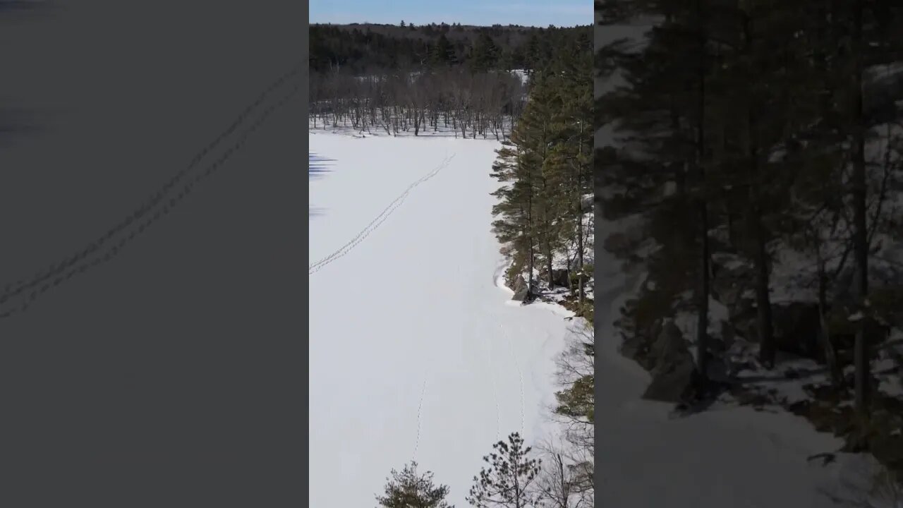 Check Out These Animal Tracks On A Frozen River #shorts #short