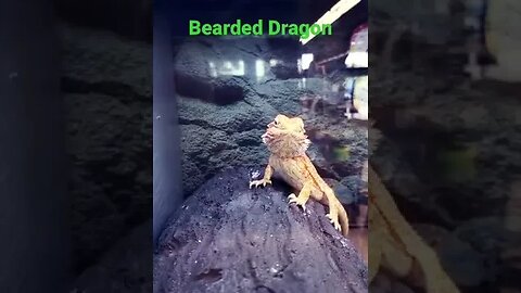 Bearded dragon beginners pets #2023 #reptile #pets #beardeddragon