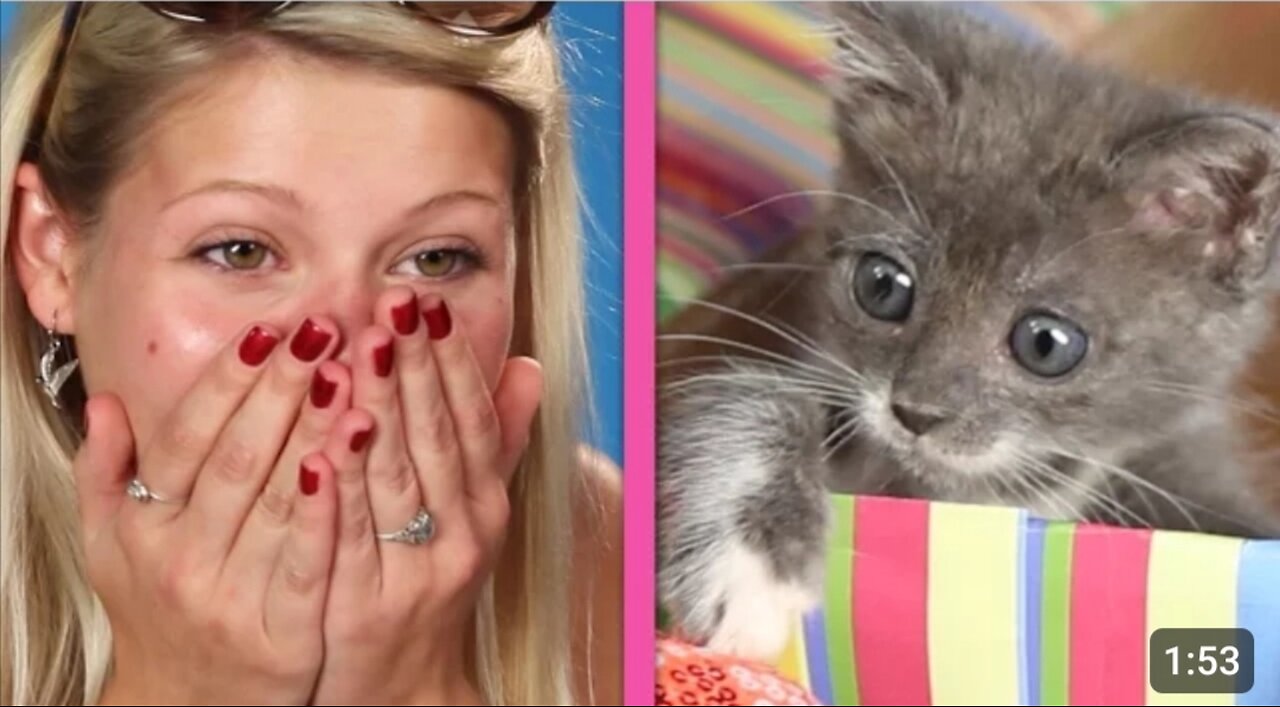 Cat Lovers Get Surprised By A Box Of Kittens