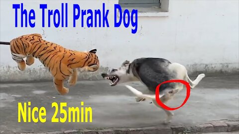 Funny Dog Prank, Funny Lion & Tiger Dog Prank | Try Not To Laugh