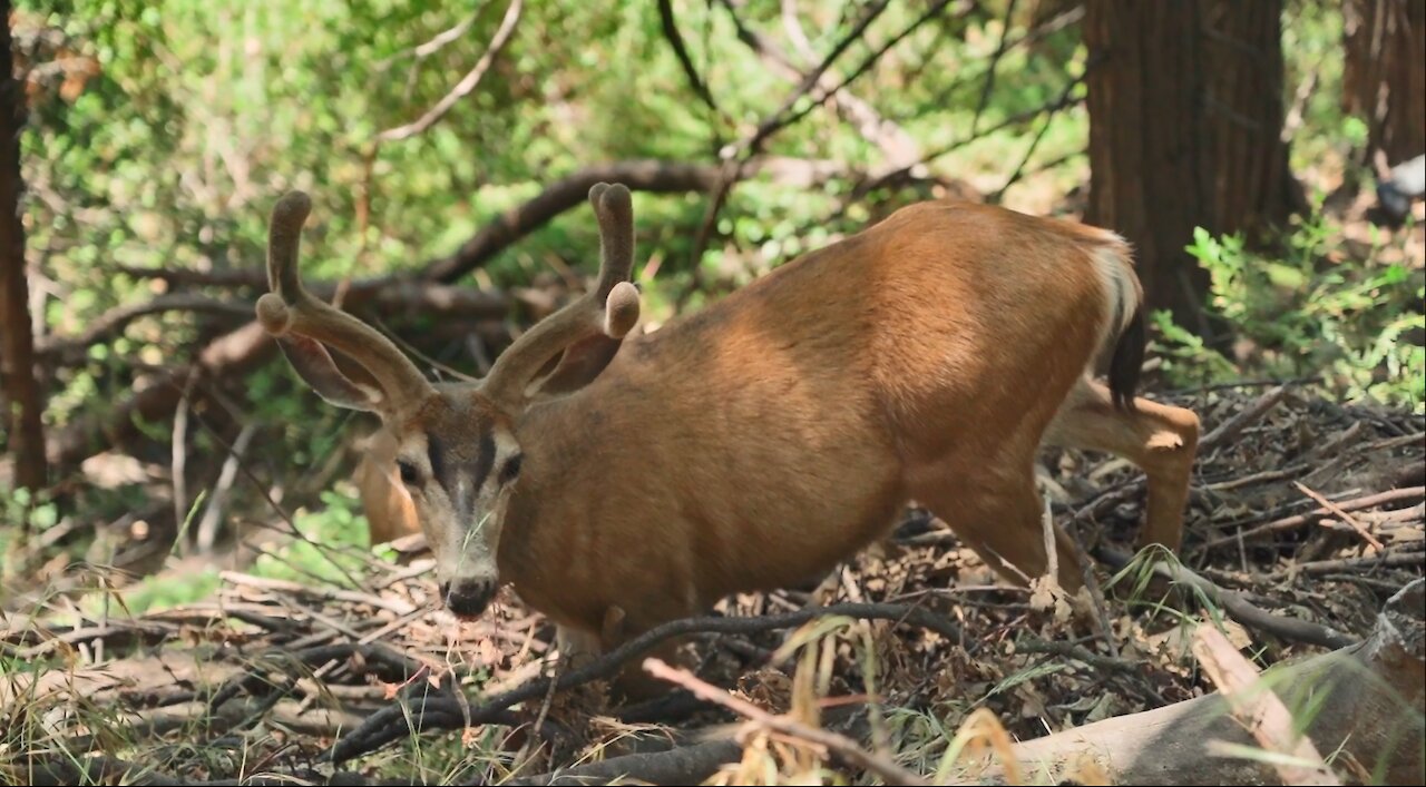 Deer grazing outdoors