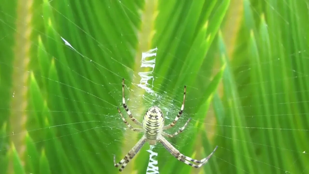 🕷 Argiope Bruennichi 1º Generación 2023