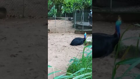 Peacocks resting 🥰