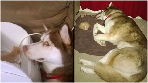 When A Husky met akitten, hewas smitten by his cuteness and innocence and they immediately bonded