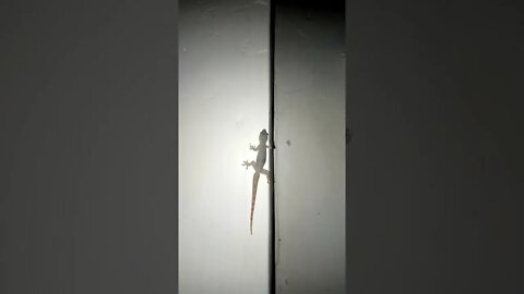 My home Lizard is on the move
