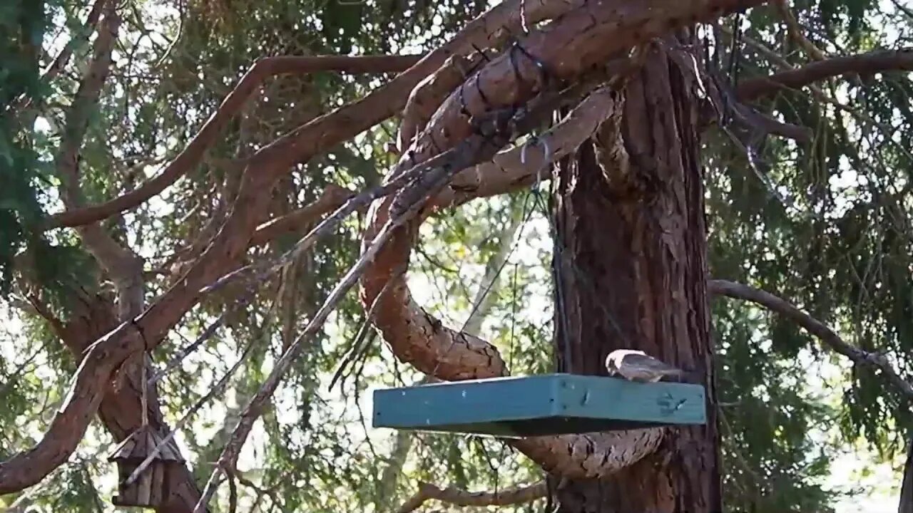 More Backyard Birds!