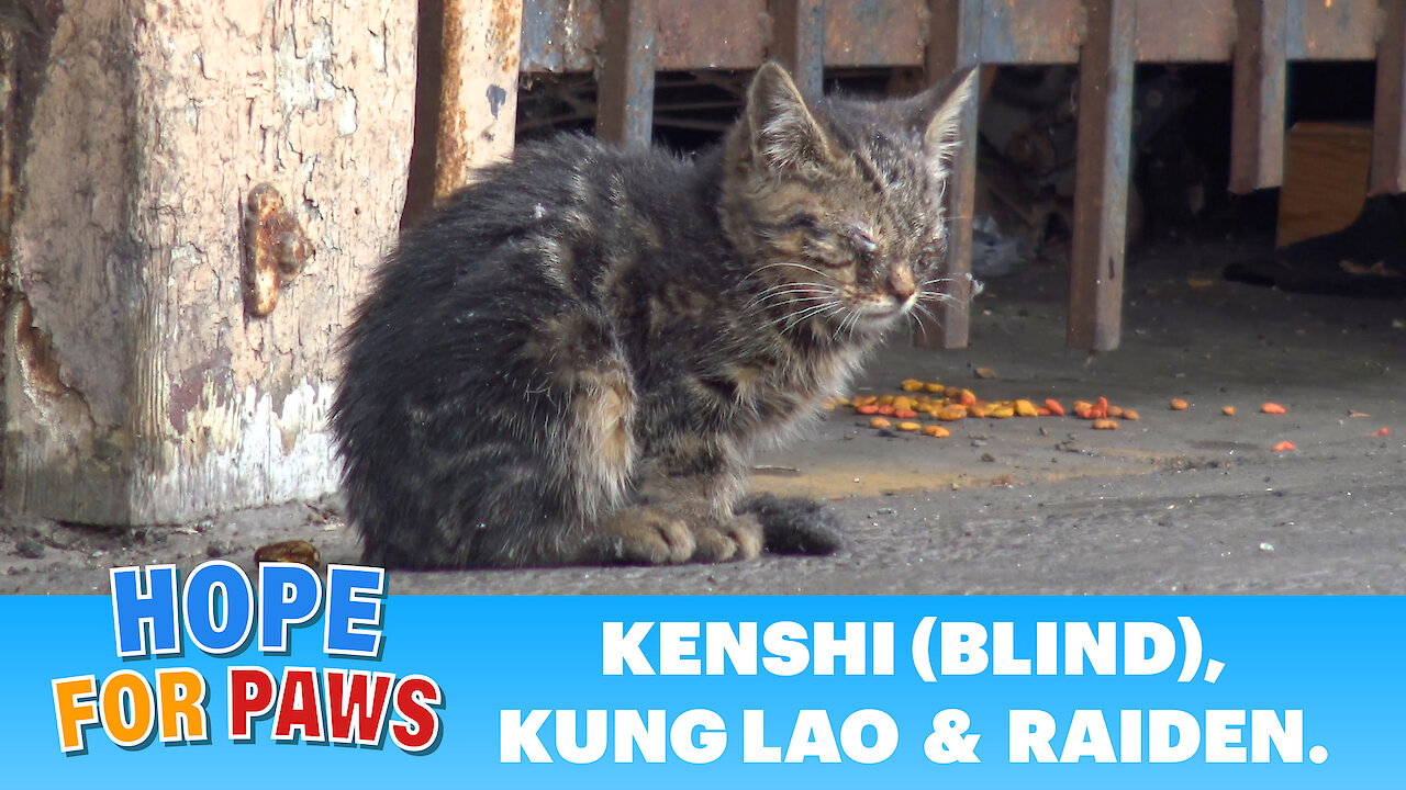 Long edition + surgery: Blind kitten sits in a parking lot and wonders how will she survive in this world..