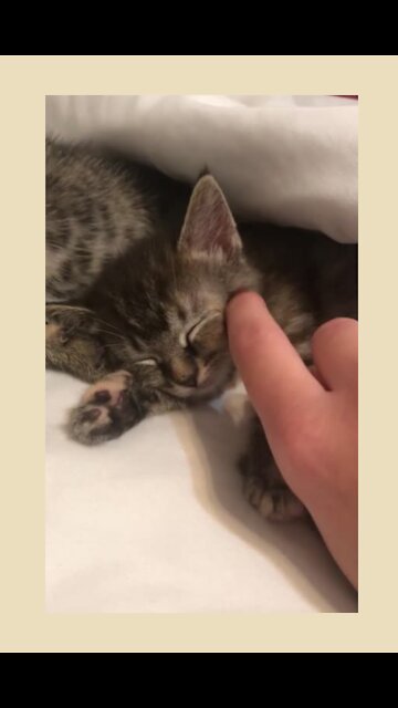 This cat sleeps like a rock.