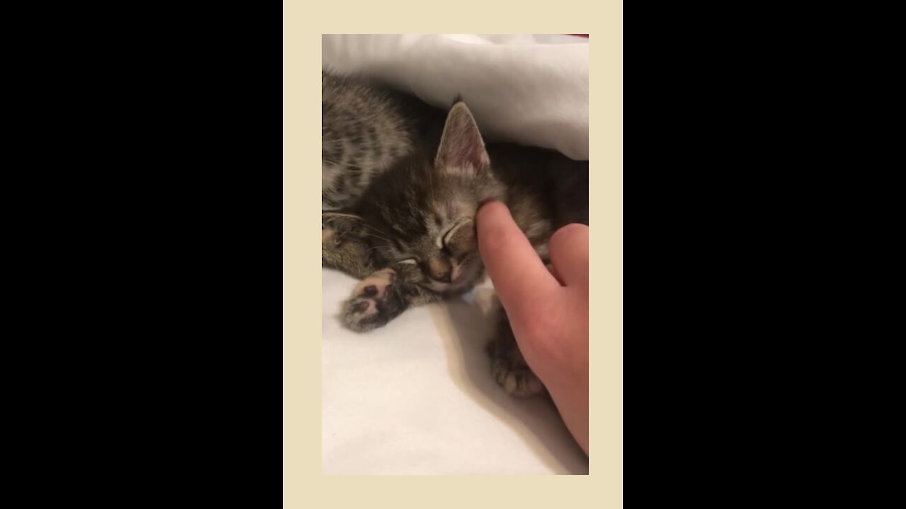 This cat sleeps like a rock.