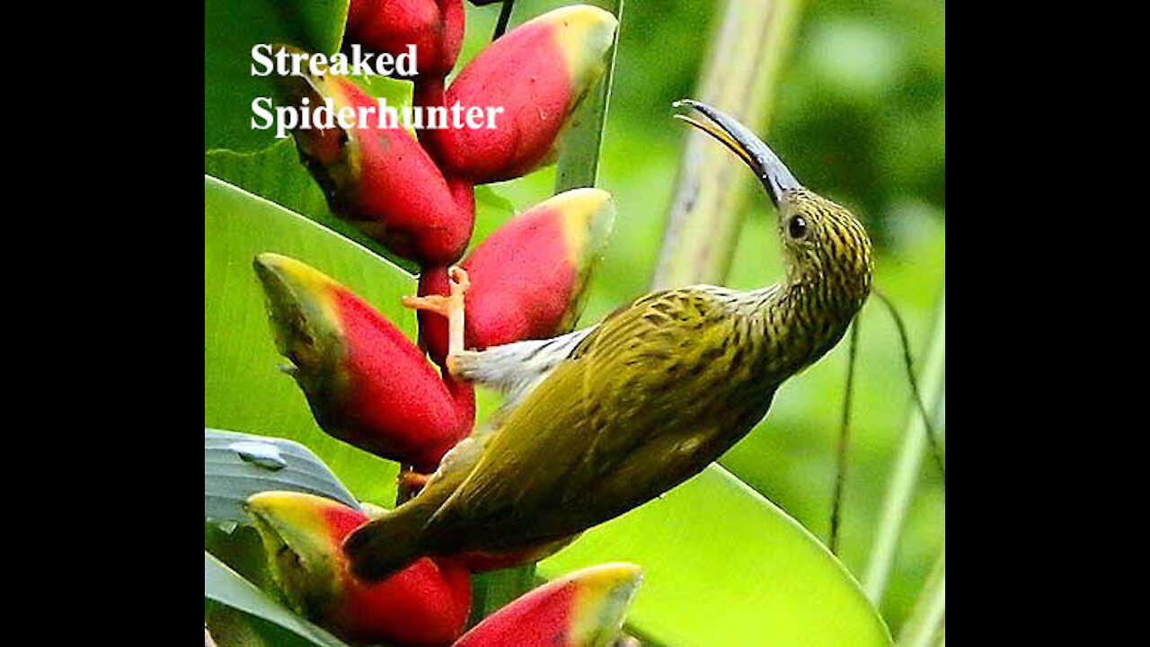 Streaked Spiderhunter bird video