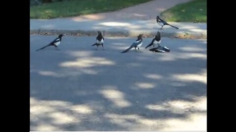 A magpie grieves for his dead friend