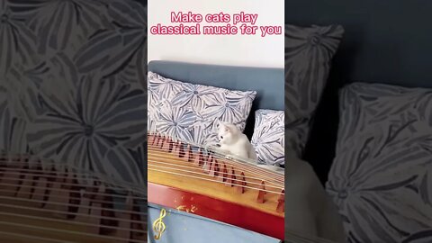 🐱Cutest Cats🐱Cat playing master