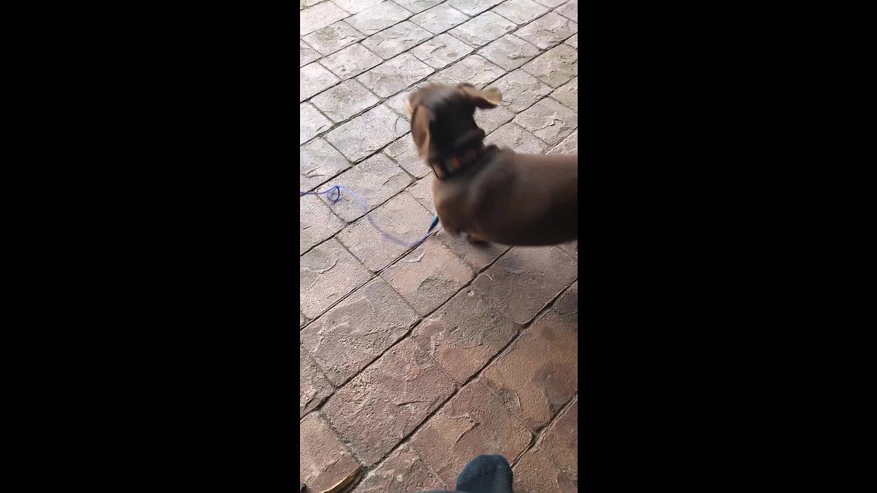 Angry dog still hates neighbors after 8 years