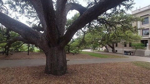 Oak Tree so awesome on campus TX A&M