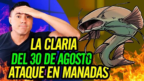 🐠 La Claria del 30 de agosto. Ataque en manadas 🐟