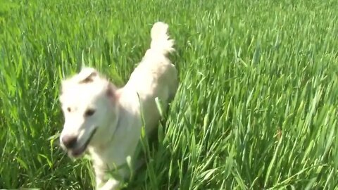 Golden retriever running on the green field7