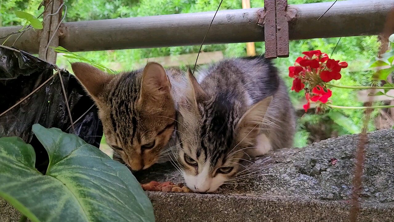 Kittens of Antigua Guatemala 🇬🇹