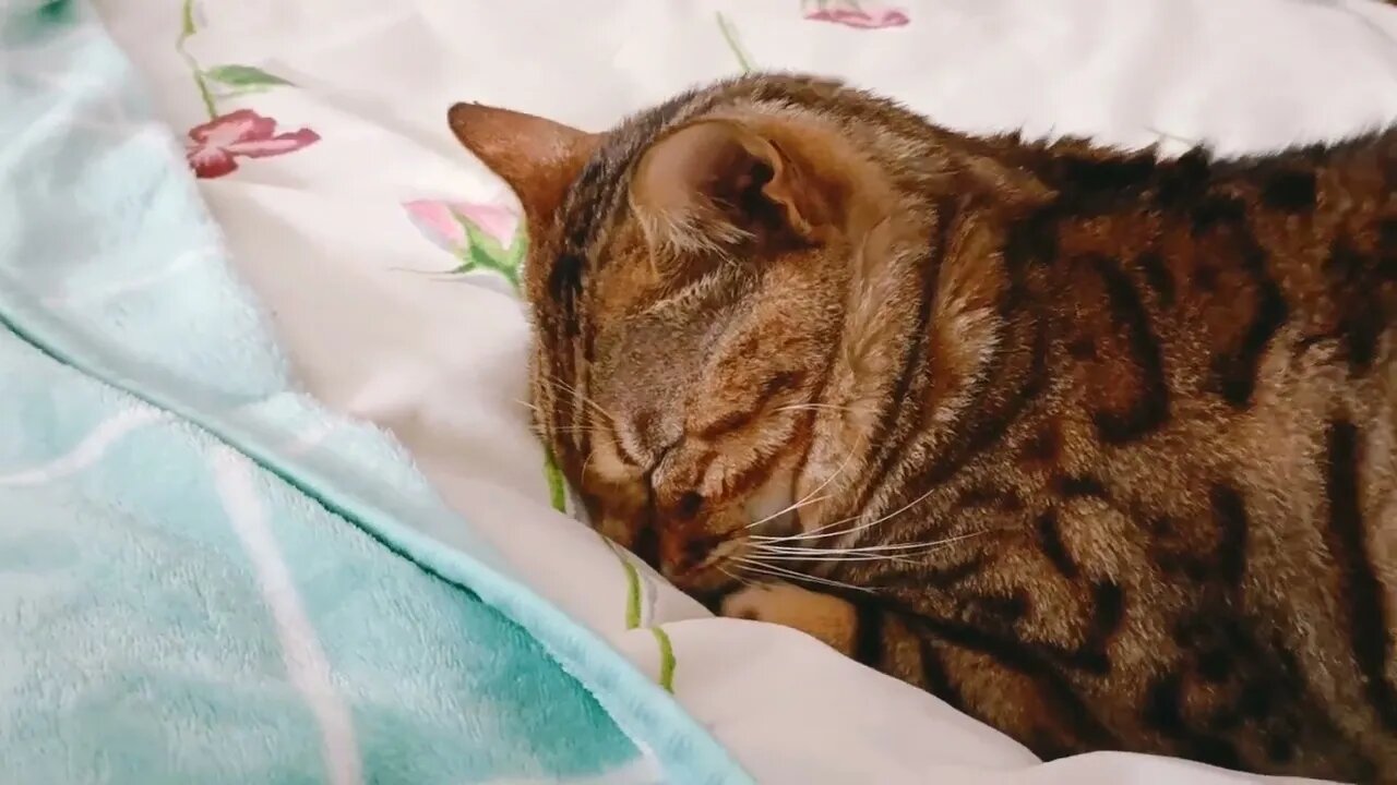 Bengal cat sleeps face down