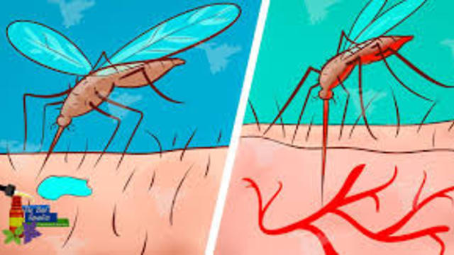 Here's Why Mosquitoes Bite You and Not Others