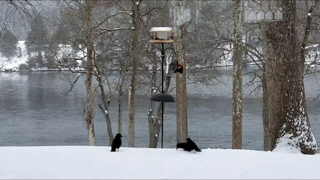 Pete and the crows